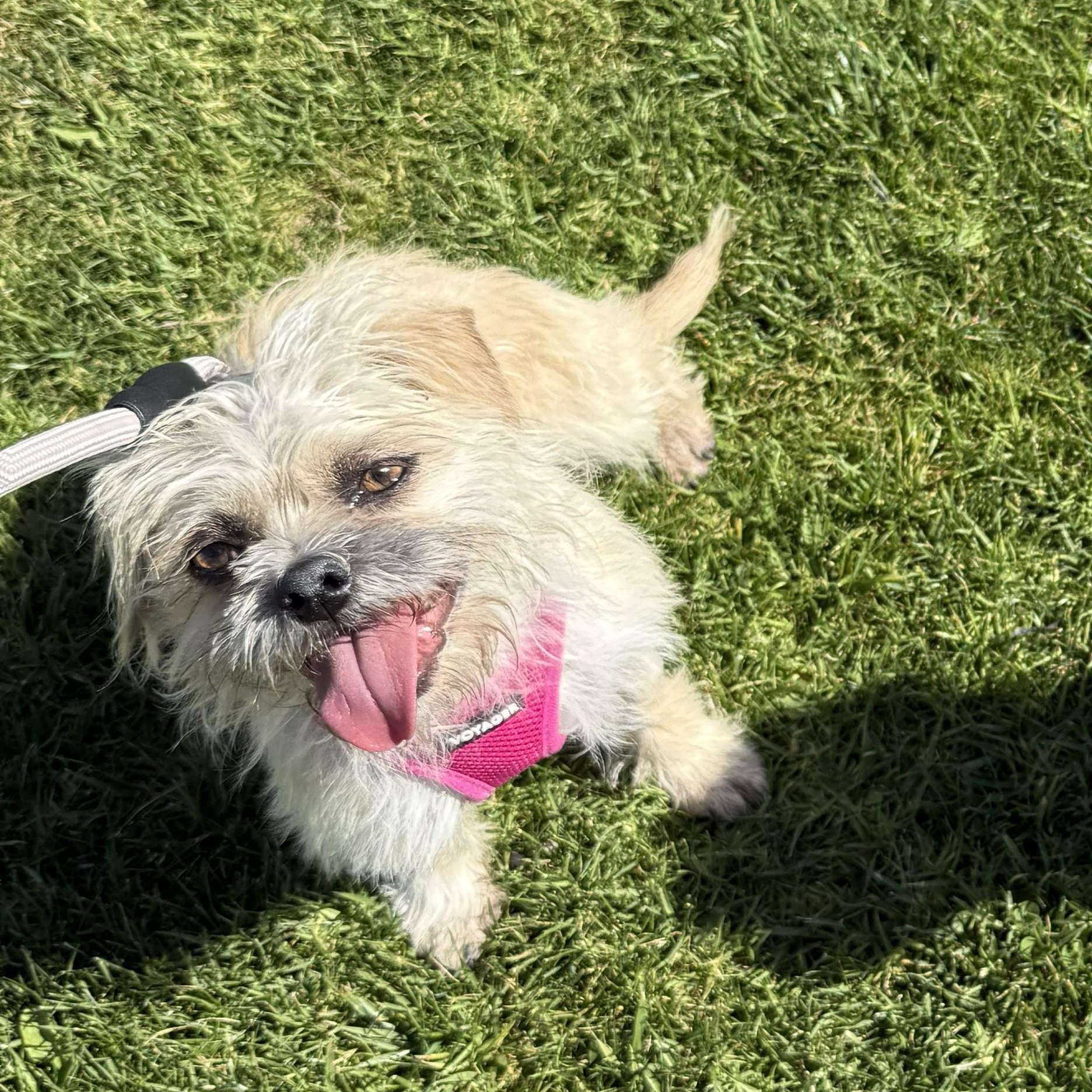 Enlarge Sprout & Kiwi, a ADOPTABLE Brussels Griffon in Pismo Beach, CA image 5/6