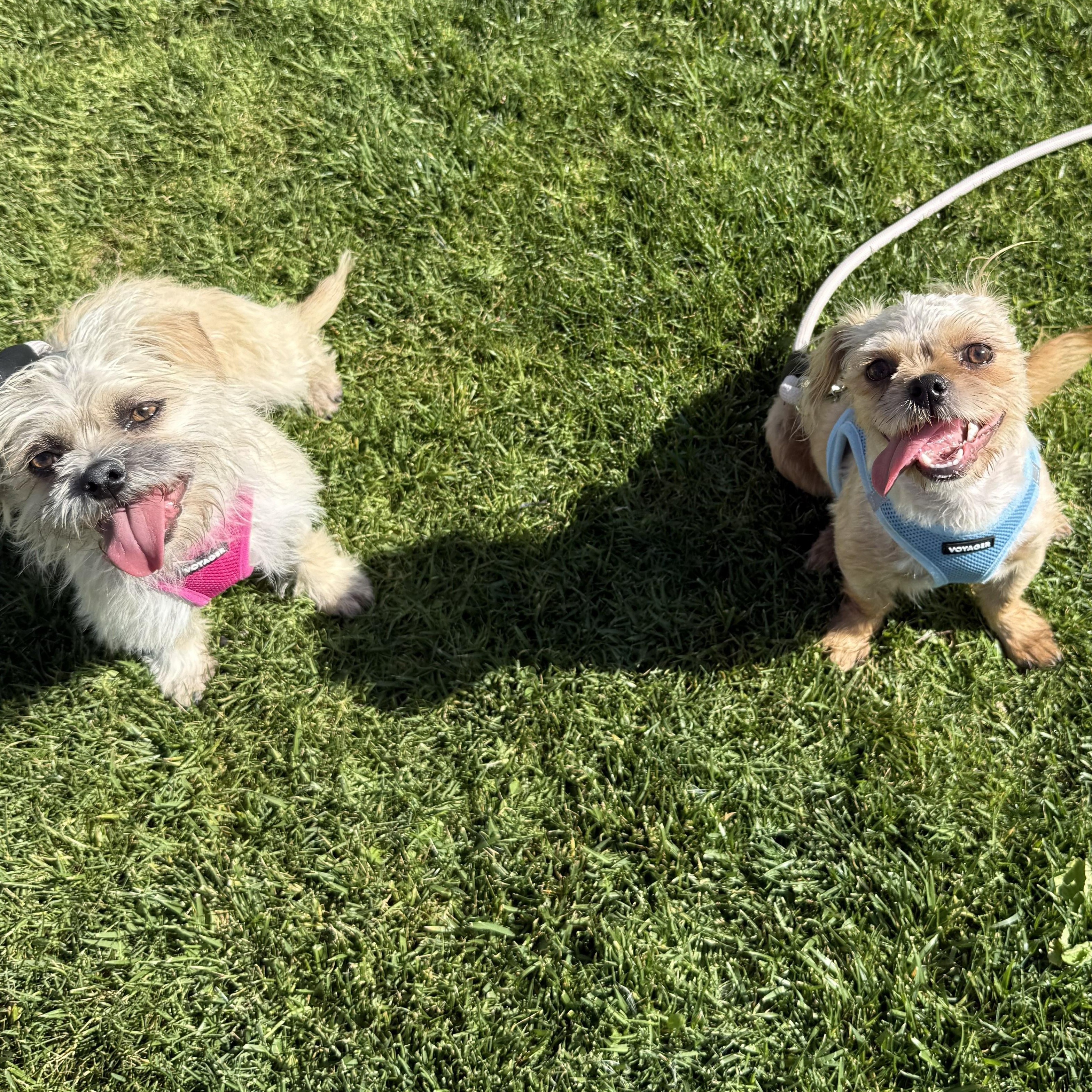 Enlarge Sprout & Kiwi, a ADOPTABLE Brussels Griffon in Pismo Beach, CA image 1/6