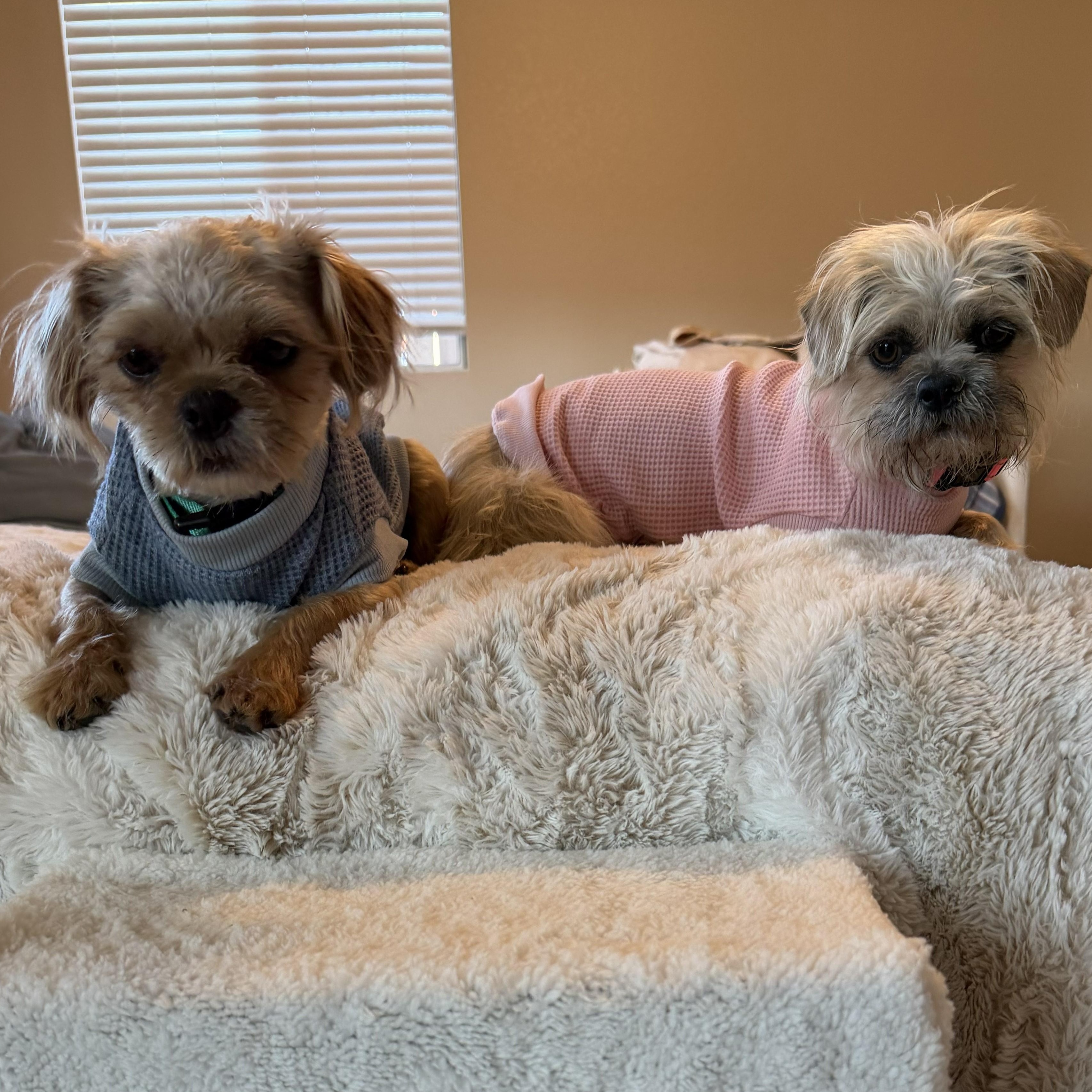 Enlarge Sprout & Kiwi, a ADOPTABLE Brussels Griffon in Pismo Beach, CA image 4/6