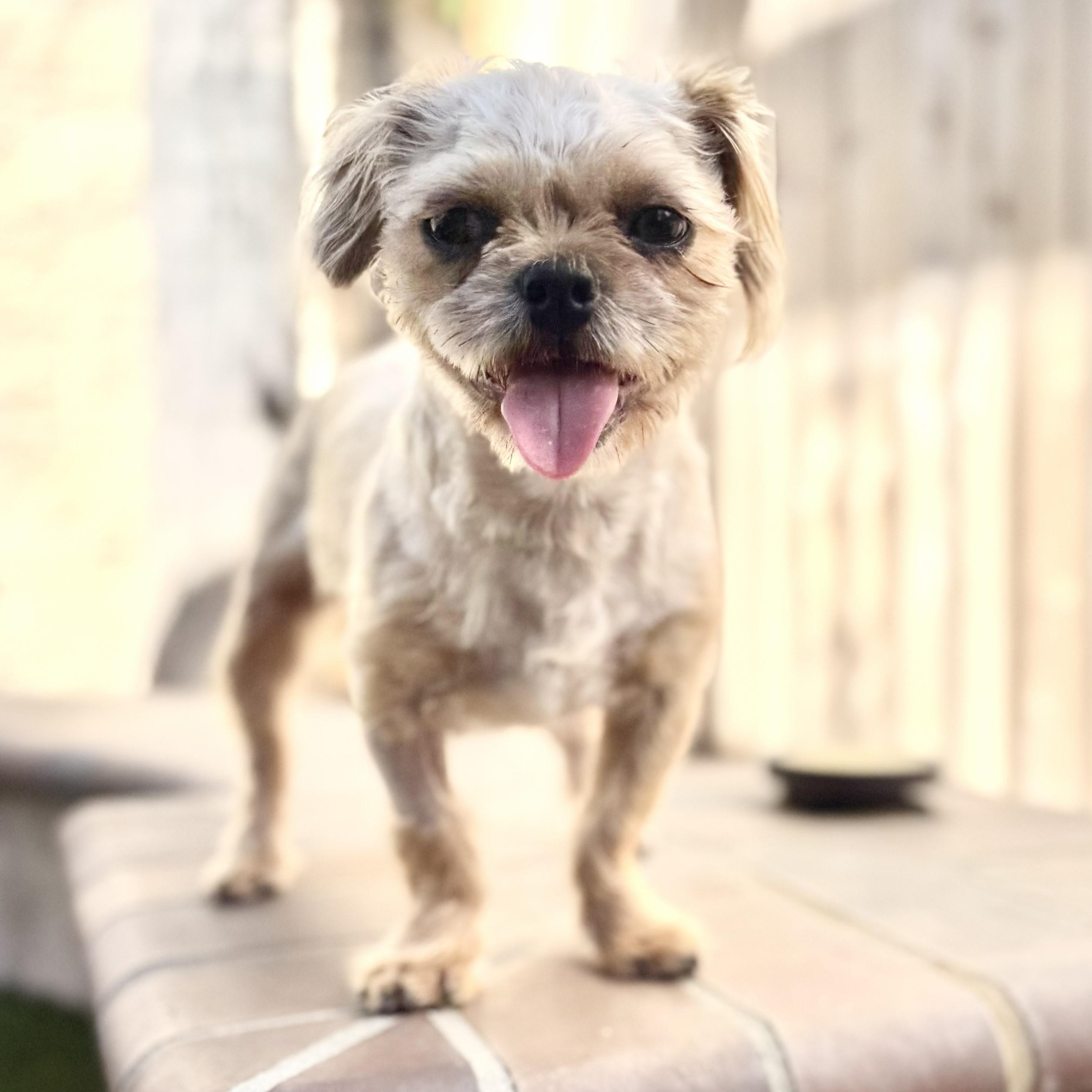 Enlarge Sprout & Kiwi, a ADOPTABLE Brussels Griffon in Pismo Beach, CA image 3/6