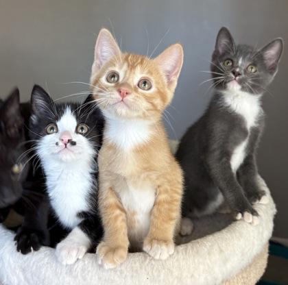 Slick - Adoptable Pet | Petfinder | Petfinder