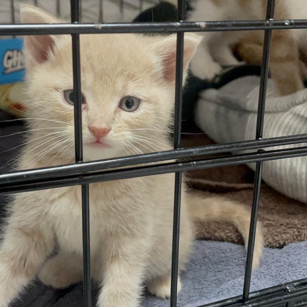 Taylor Wisk, Adoptable, Kitten Female Domestic Short Hair.