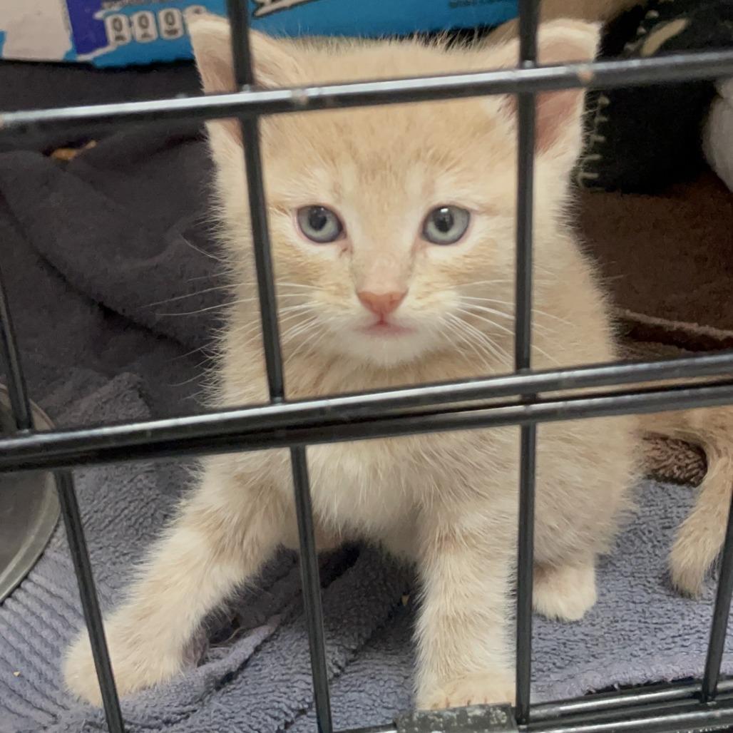 Taylor Wisk, a Adoptable Domestic Short Hair in Branson, MO image 2/6