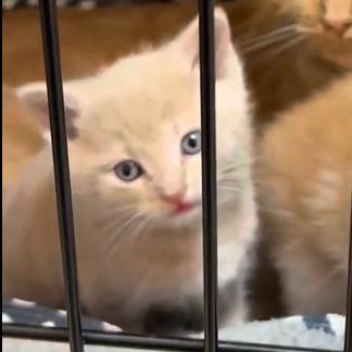 Taylor Wisk, a Adoptable Domestic Short Hair in Branson, MO image 3/6