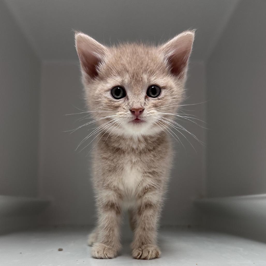 Taylor Wisk, a Adoptable Domestic Short Hair in Branson, MO image 5/6