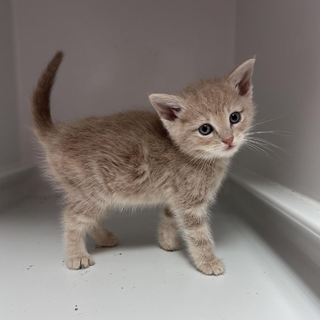 Taylor Wisk, a Adoptable Domestic Short Hair in Branson, MO image 6/6
