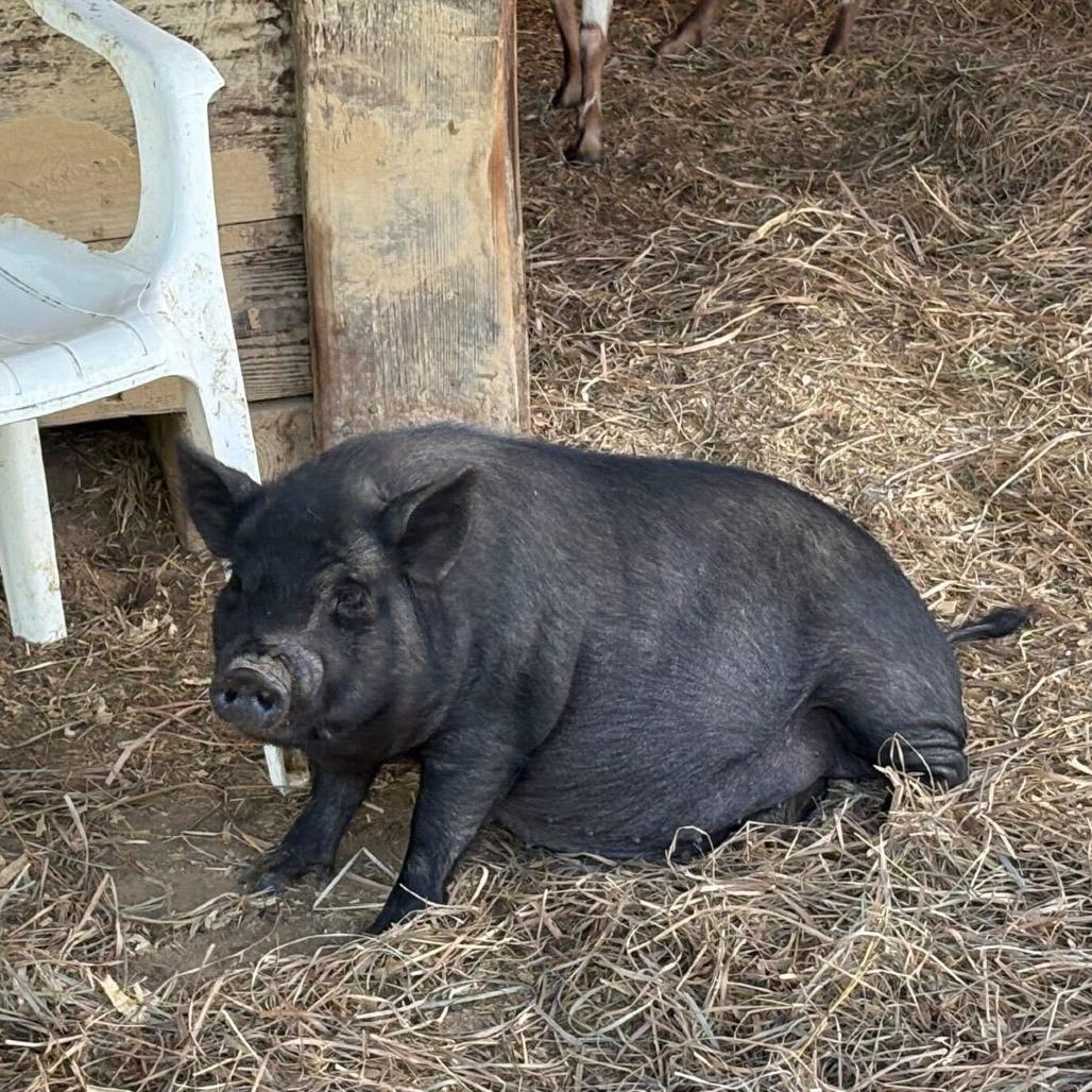 Enlarge Juliet, a Adoptable Pig in Asheville, NC image 1/1