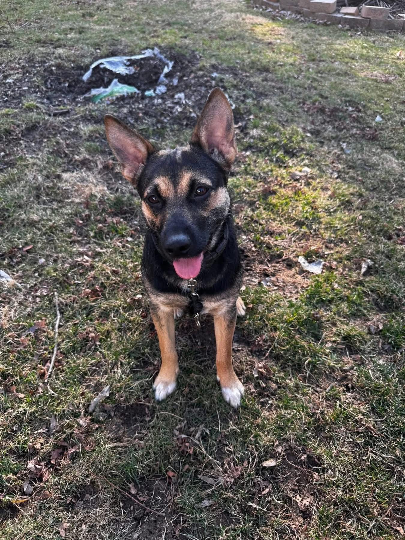 Tinsley, adoptable, Young Female German Shepherd Dog.