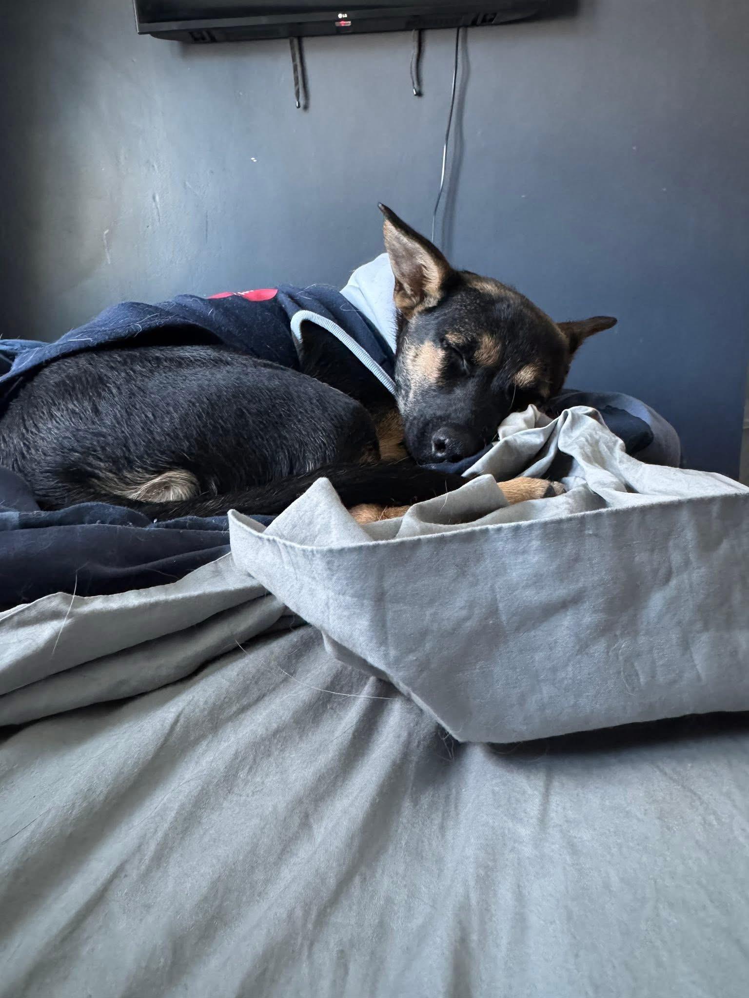 Enlarge Tinsley, an adoptable mixed breed in Avondale, PA image 3/3