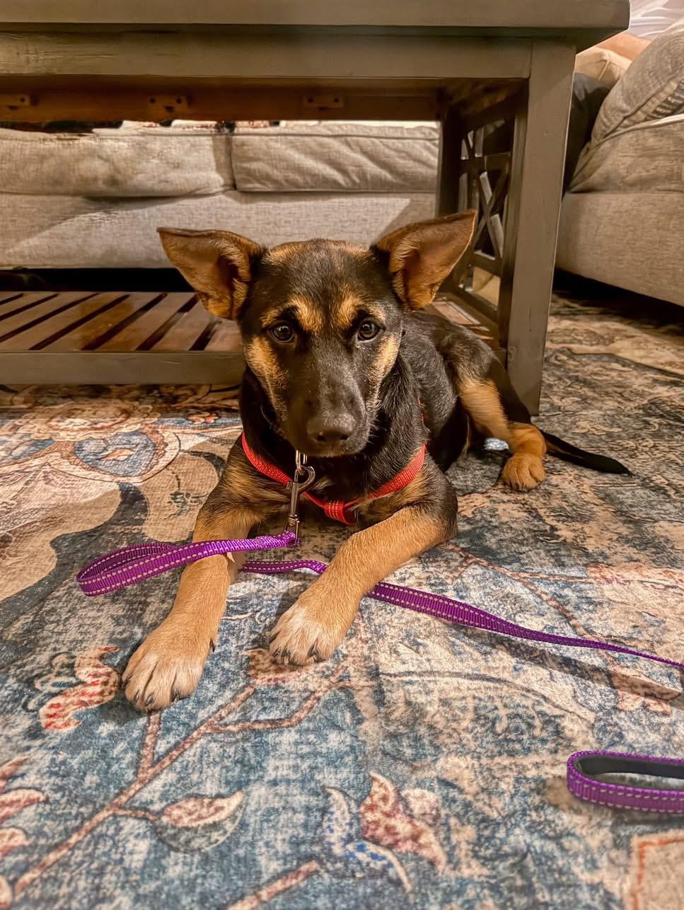 Enlarge Tinsley, an adoptable mixed breed in Avondale, PA image 1/3