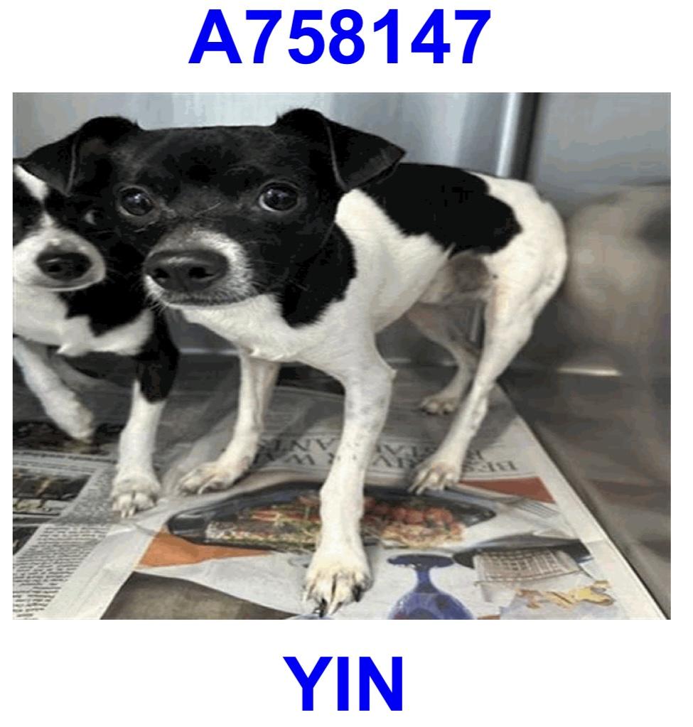 Yin photo 4