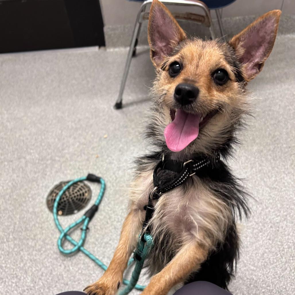 Enlarge Moana, a Adoptable Mixed Breed in Hinsdale, IL image 1/3