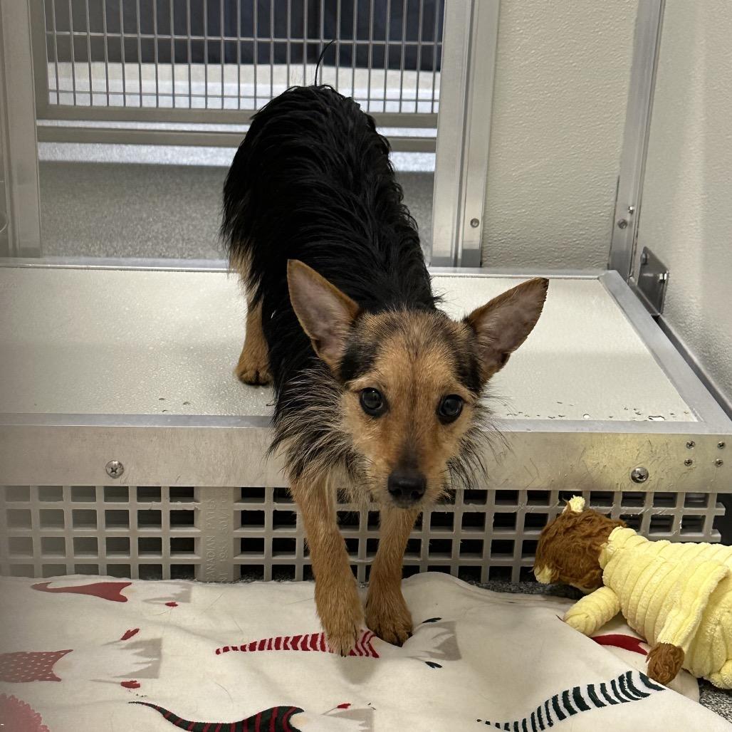 Moana, Adoptable, Adult Female Mixed Breed.