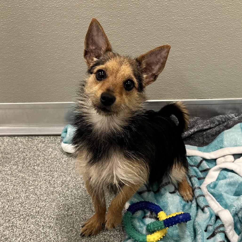 Enlarge Moana, a Adoptable Mixed Breed in Hinsdale, IL image 3/3