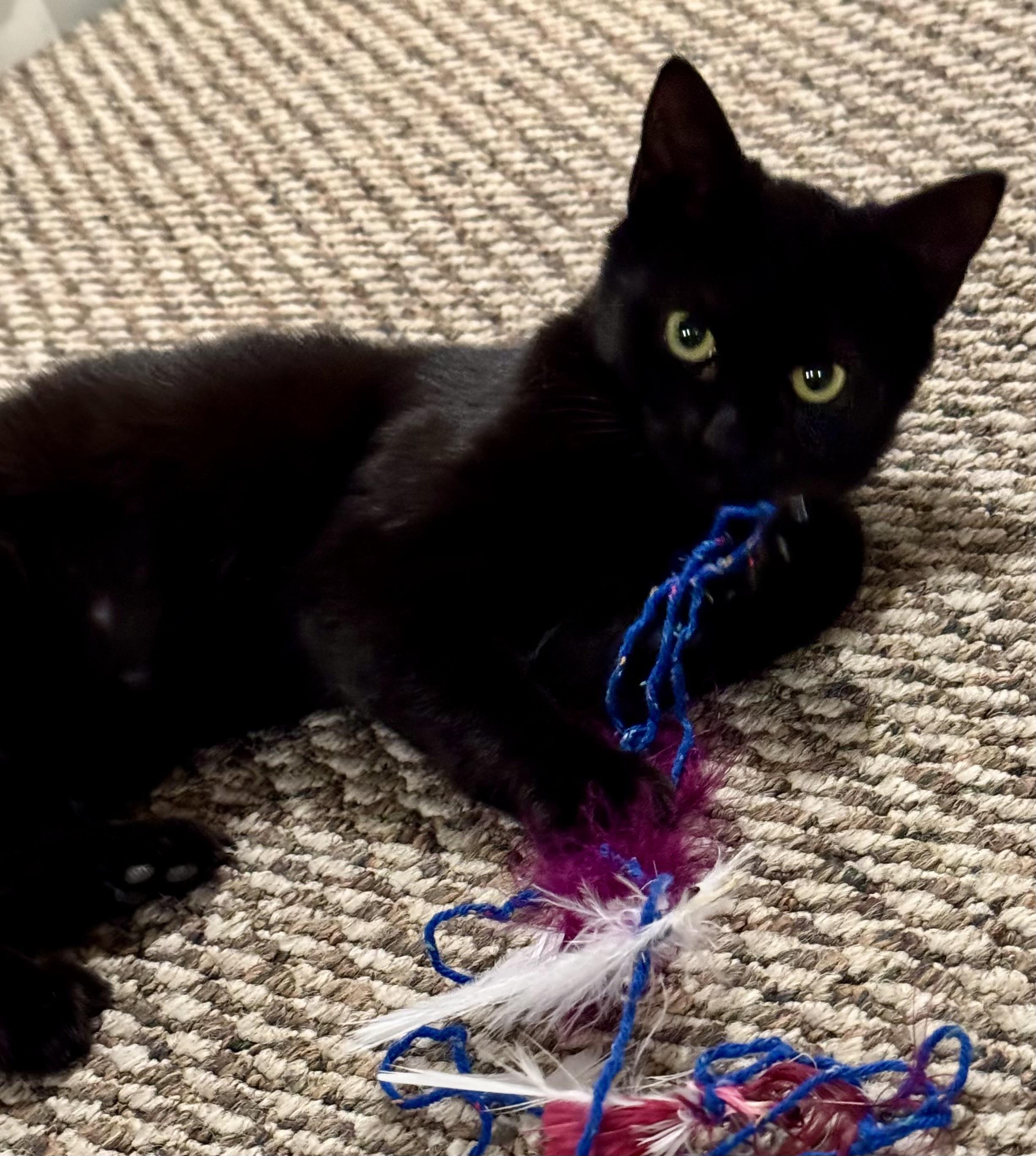 Enlarge Velvet, a Adoptable Domestic Short Hair in Ridgefield, CT image 6/6