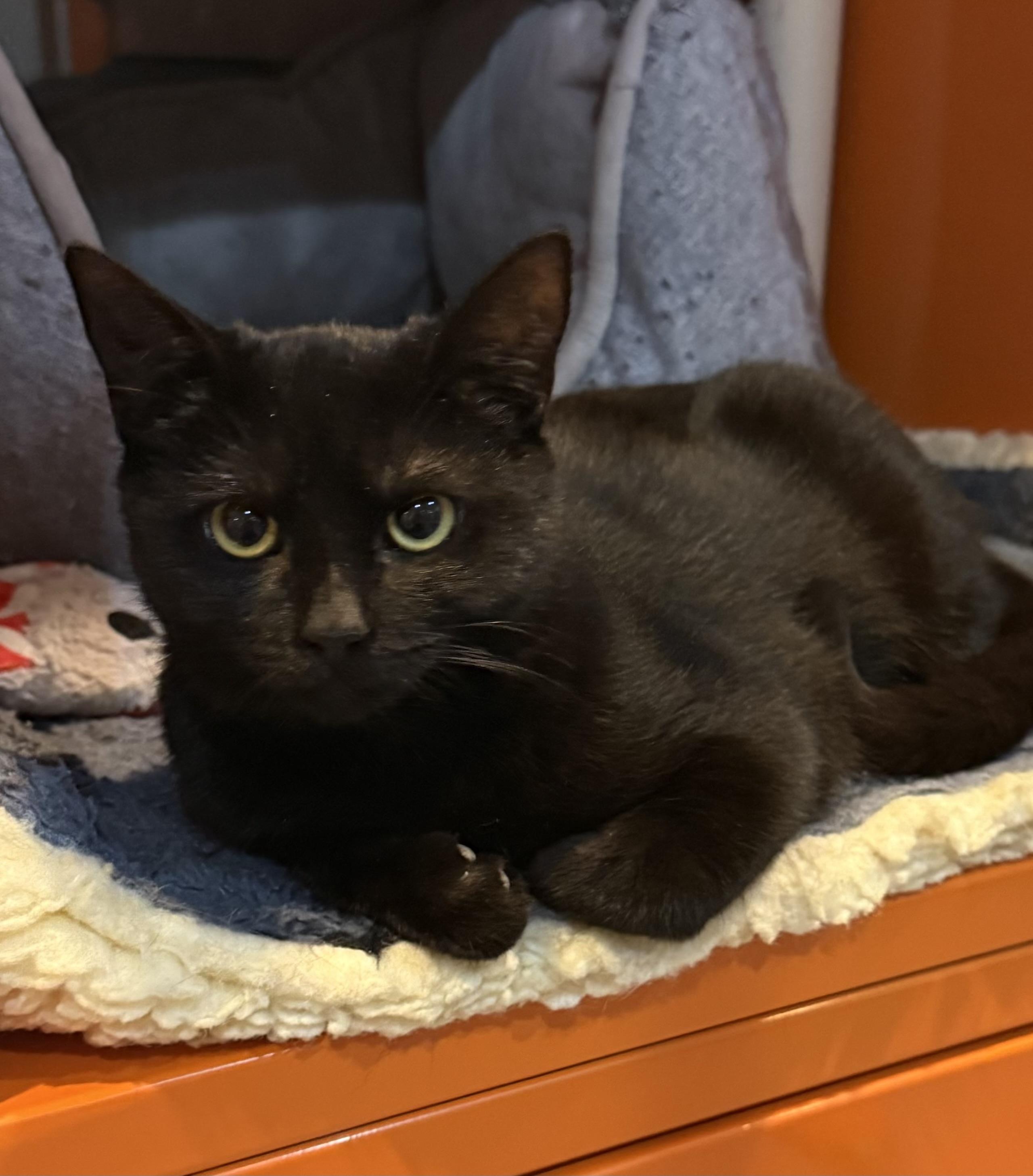 Velvet, Adoptable, Kitten Female Domestic Short Hair.