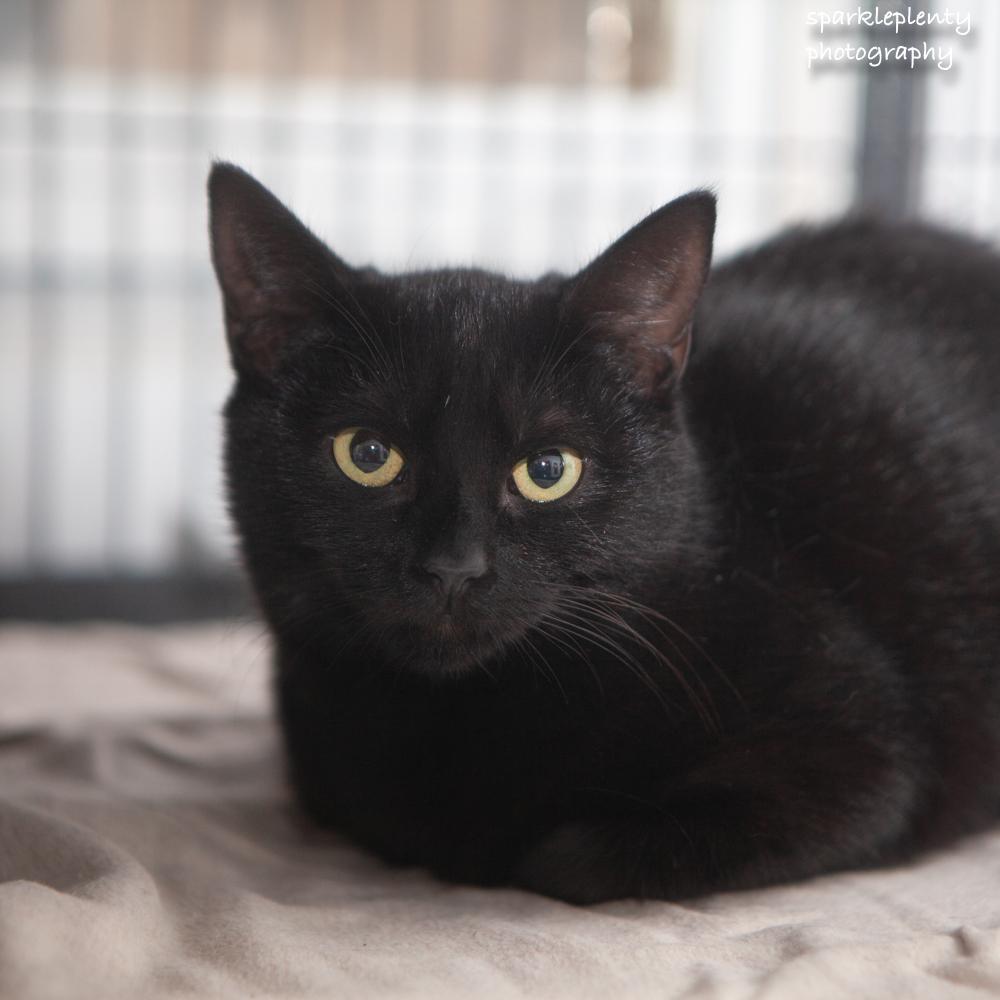 Velvet, Adoptable, Kitten Female Domestic Short Hair.