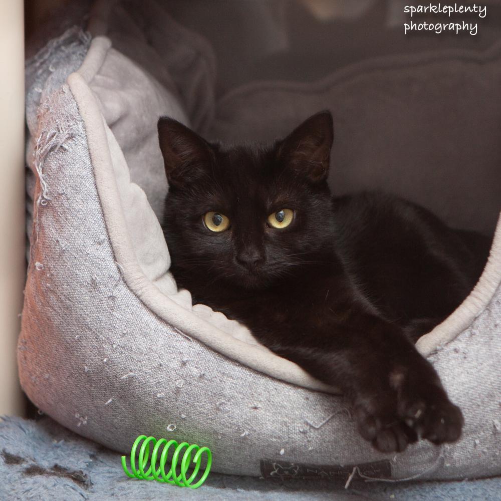 Enlarge Velvet, a Adoptable Domestic Short Hair in Ridgefield, CT image 3/6