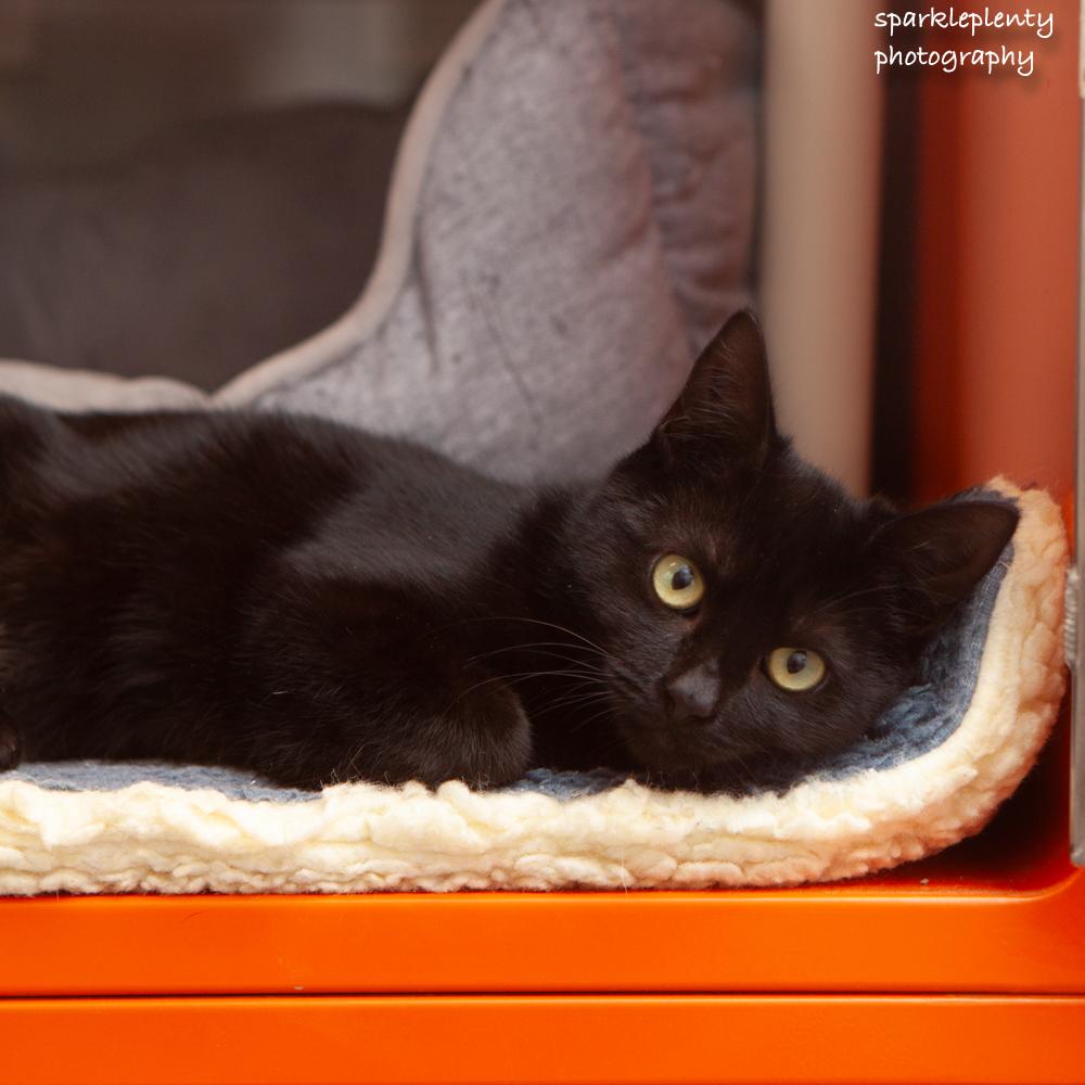 Enlarge Velvet, a Adoptable Domestic Short Hair in Ridgefield, CT image 4/6