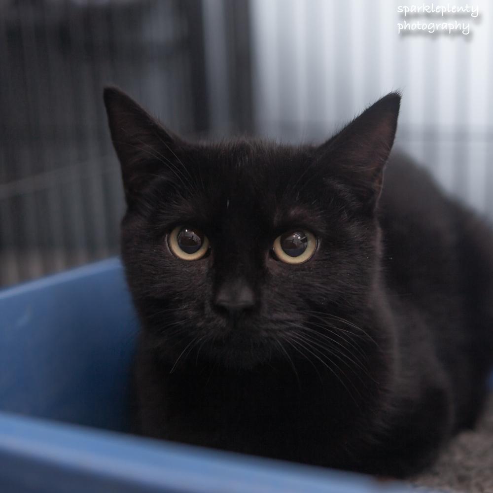 Enlarge Velvet, a Adoptable Domestic Short Hair in Ridgefield, CT image 5/6