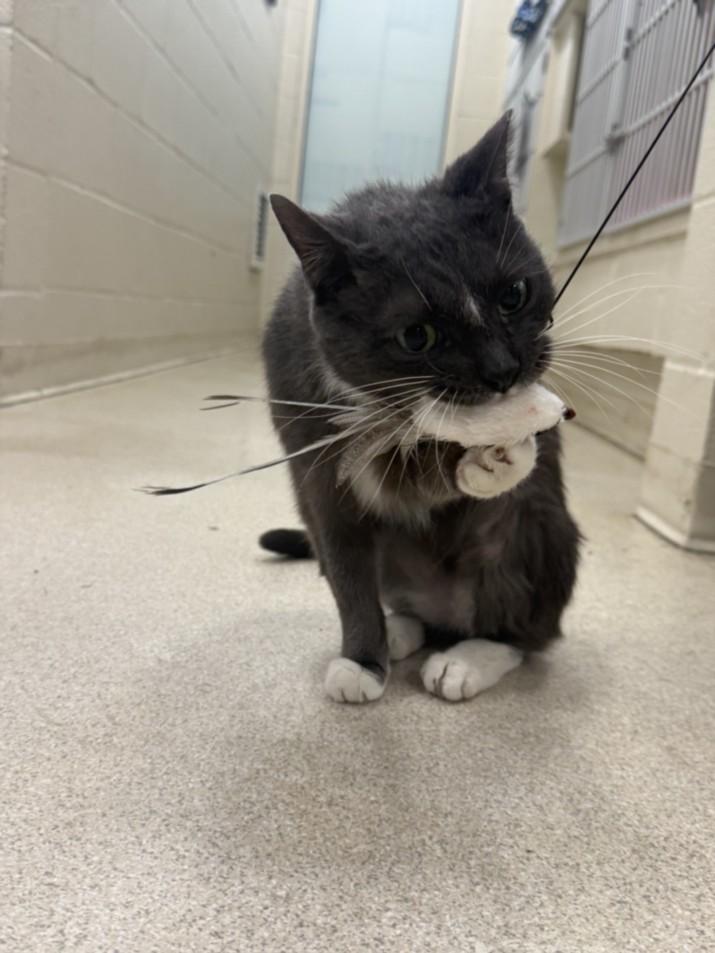 SPARKY, Adoptable, Adult Male Domestic Short Hair.