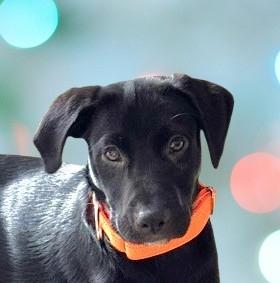 Enlarge Tex, a ADOPTABLE Labrador Retriever in Schaumburg, IL image 1/5