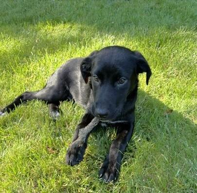 Enlarge Tex, a ADOPTABLE Labrador Retriever in Schaumburg, IL image 2/5