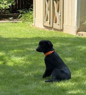 Enlarge Tex, a ADOPTABLE Labrador Retriever in Schaumburg, IL image 3/5