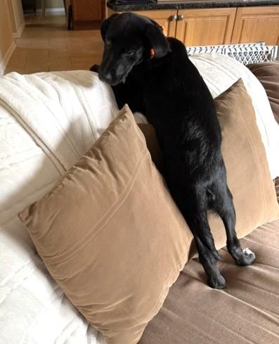 Enlarge Tex, a ADOPTABLE Labrador Retriever in Schaumburg, IL image 5/5