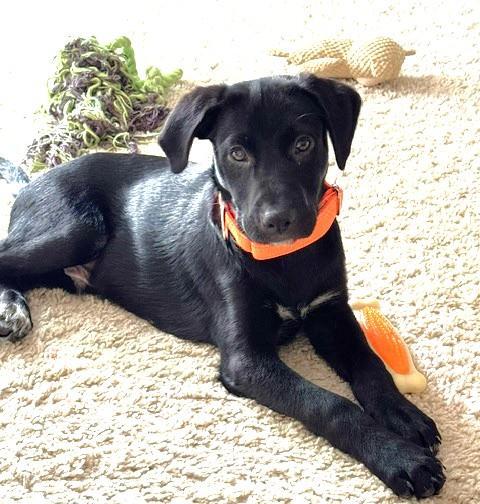 Enlarge Tex, a ADOPTABLE Labrador Retriever in Schaumburg, IL image 4/5