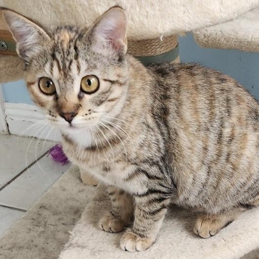 Enlarge Willow, a Adoptable mixed breed in Mesquite, NV image 4/4