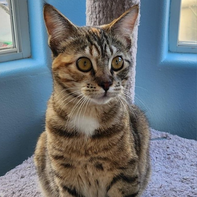 Enlarge Willow, a Adoptable mixed breed in Mesquite, NV image 1/4