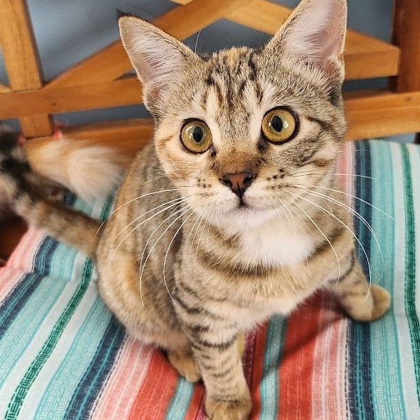 Enlarge Willow, a Adoptable mixed breed in Mesquite, NV image 3/4