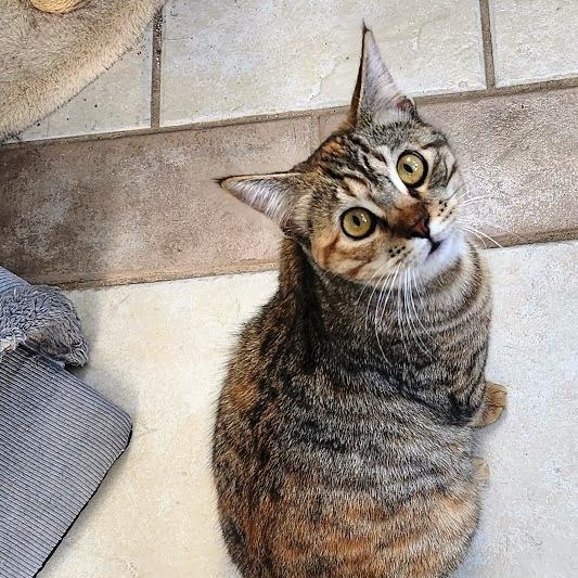 Enlarge Willow, a Adoptable mixed breed in Mesquite, NV image 2/4