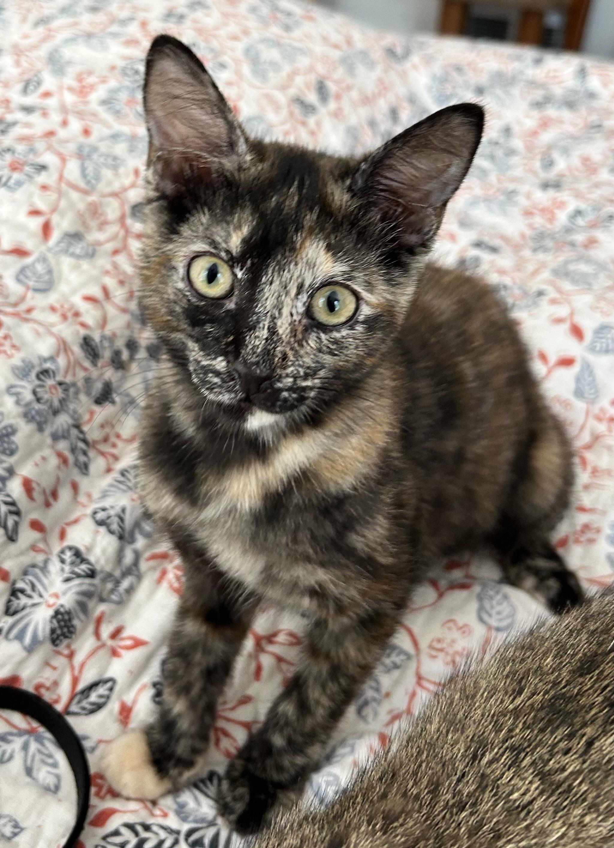 Enlarge Kittens Winona and Haley, a ADOPTABLE Domestic Short Hair in Granby, CT image 3/4