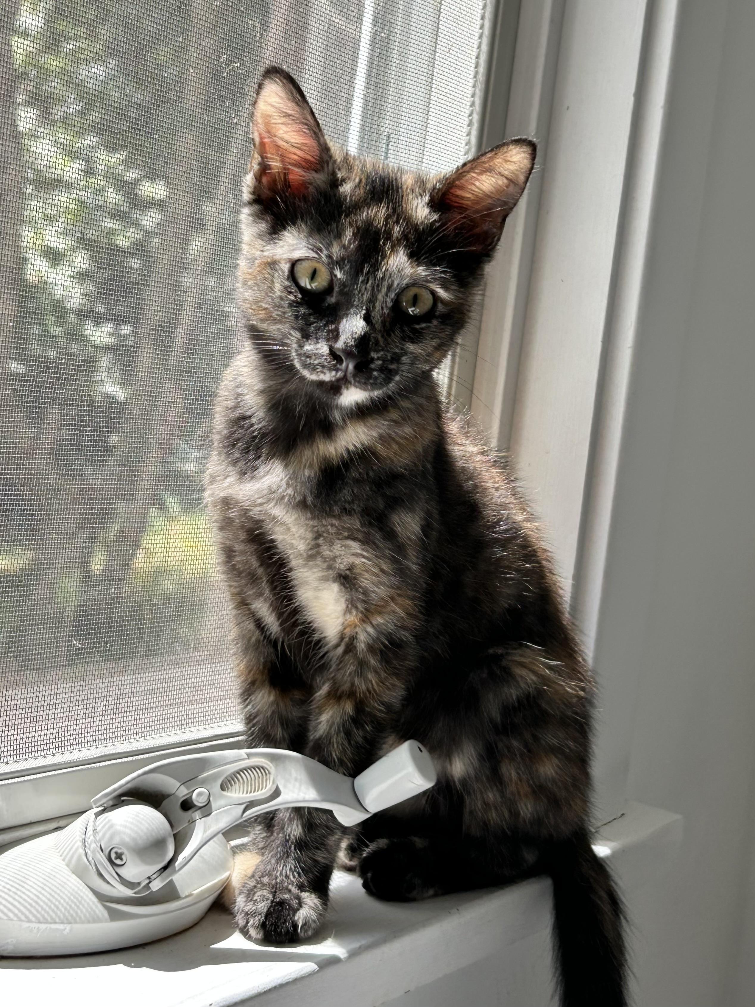 Enlarge Kittens Winona and Haley, a ADOPTABLE Domestic Short Hair in Granby, CT image 2/4