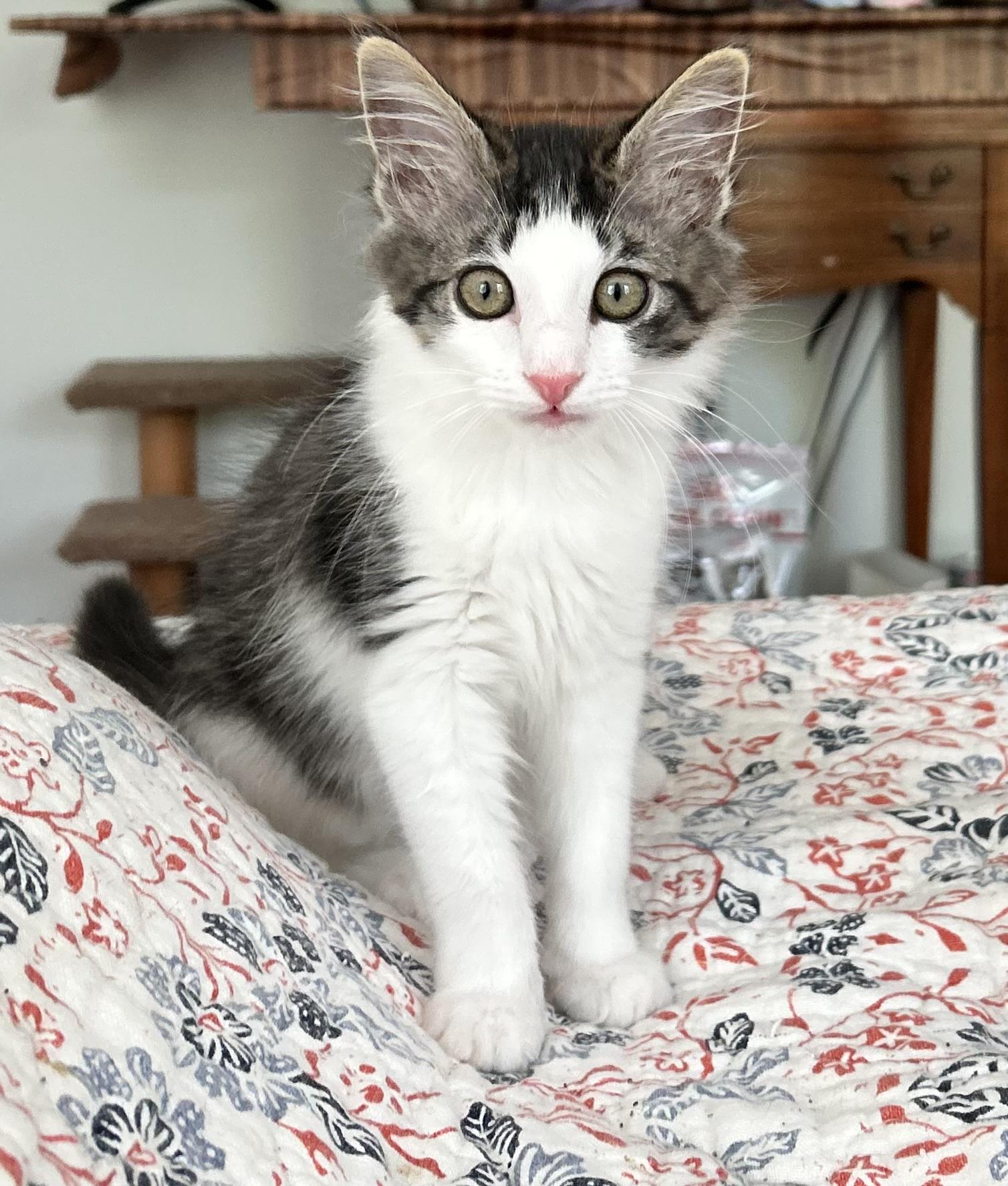 Kittens Winona and Haley, ADOPTABLE, Kitten Female Domestic Short Hair.