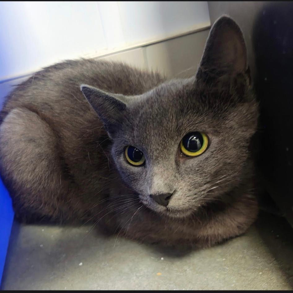 Bobette, Adoptable, Young Female Domestic Short Hair.