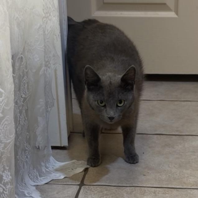 Bobette, a Adoptable Domestic Short Hair in Bentonville, AR image 2/2
