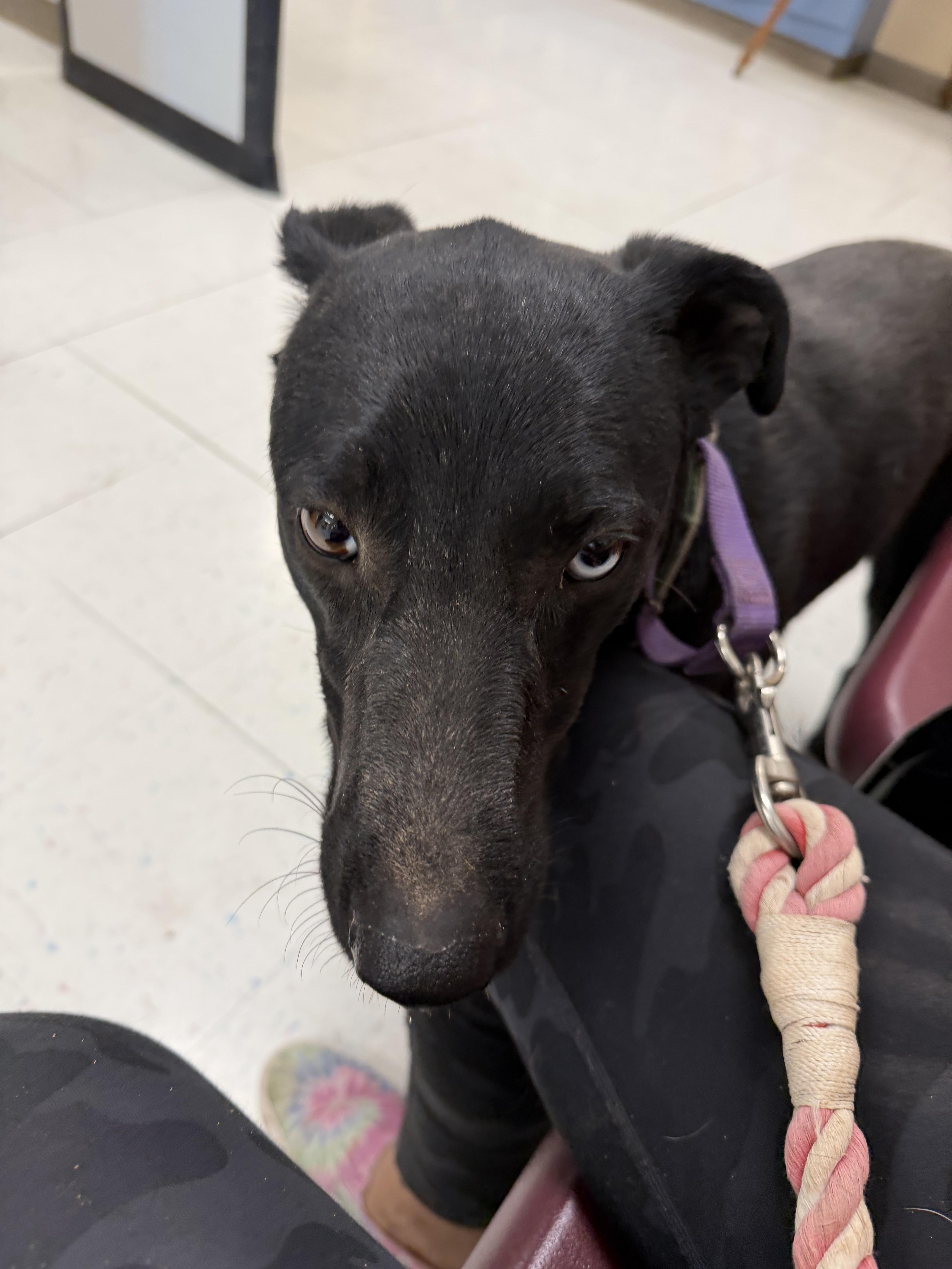 Enlarge Blu, a ADOPTABLE Xoloitzcuintli / Mexican Hairless in Casa Grande, AZ image 2/3