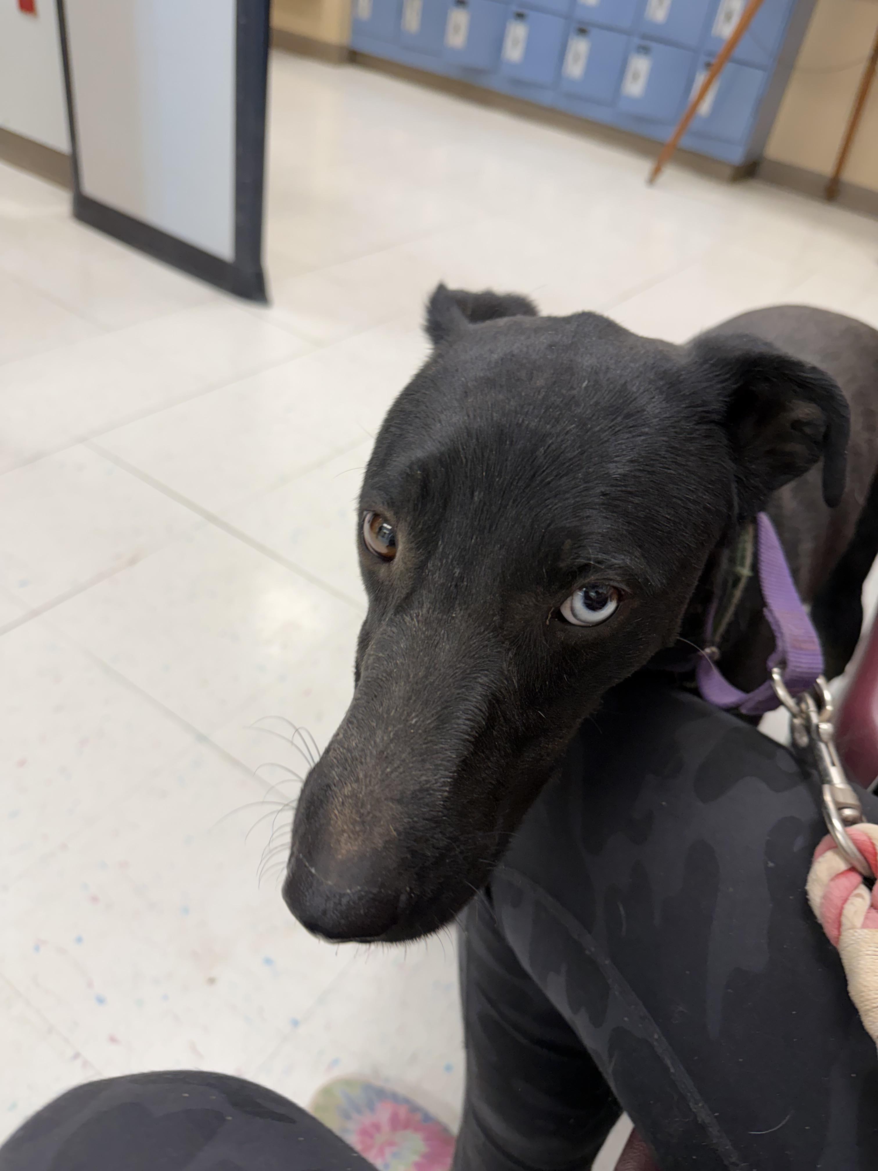 Enlarge Blu, a ADOPTABLE Xoloitzcuintli / Mexican Hairless in Casa Grande, AZ image 3/3
