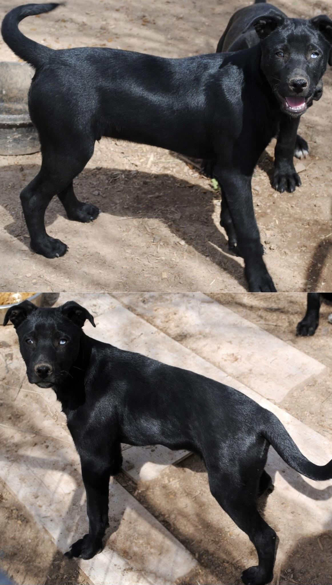 Enlarge Blu, a ADOPTABLE Xoloitzcuintli / Mexican Hairless in Casa Grande, AZ image 1/3