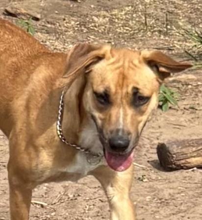 Enlarge Harper, a Adoptable Rhodesian Ridgeback in Burleson, TX image 3/5