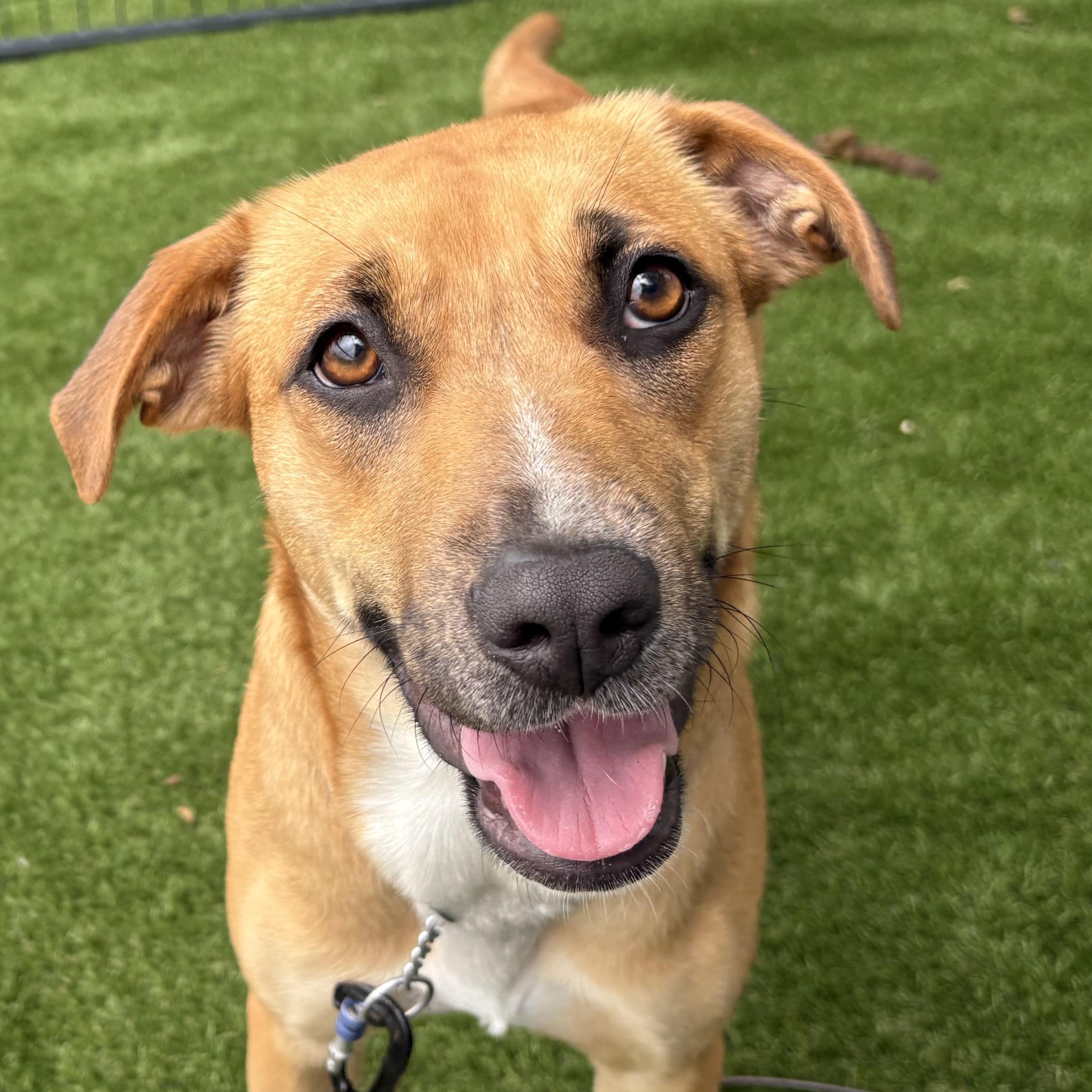 Enlarge Harper, a Adoptable Rhodesian Ridgeback in Burleson, TX image 2/5