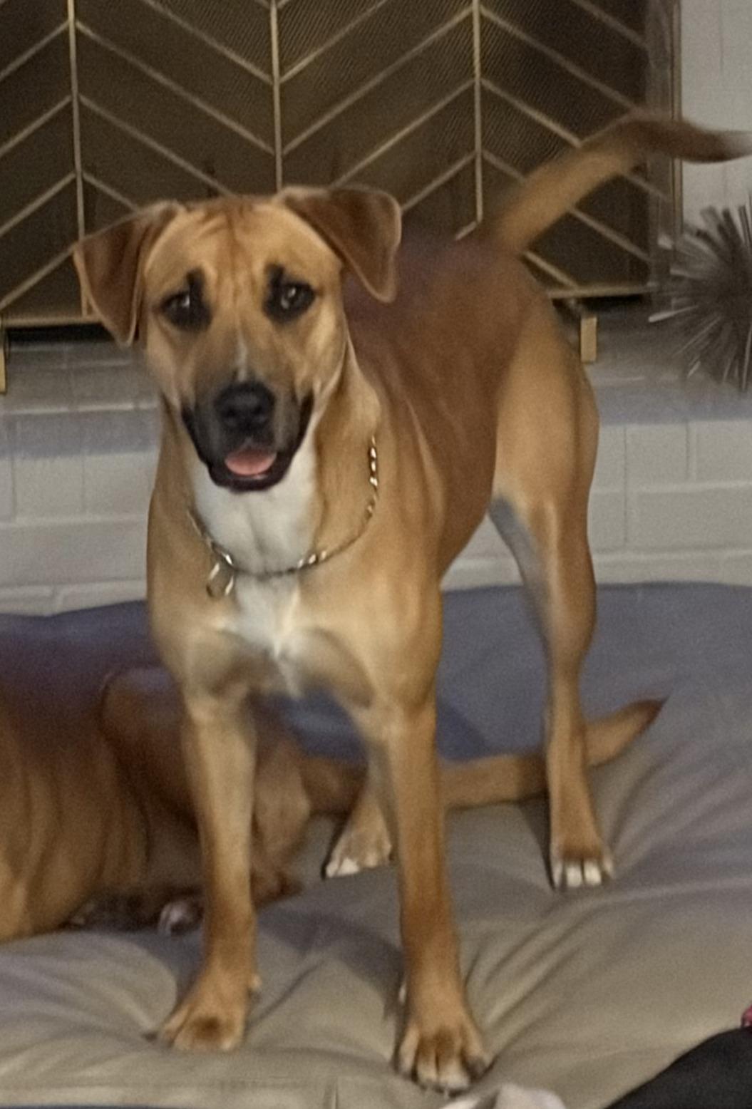 Harper, Adoptable, Young Female Rhodesian Ridgeback.