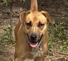 Enlarge Harper, a Adoptable Rhodesian Ridgeback in Burleson, TX image 4/5