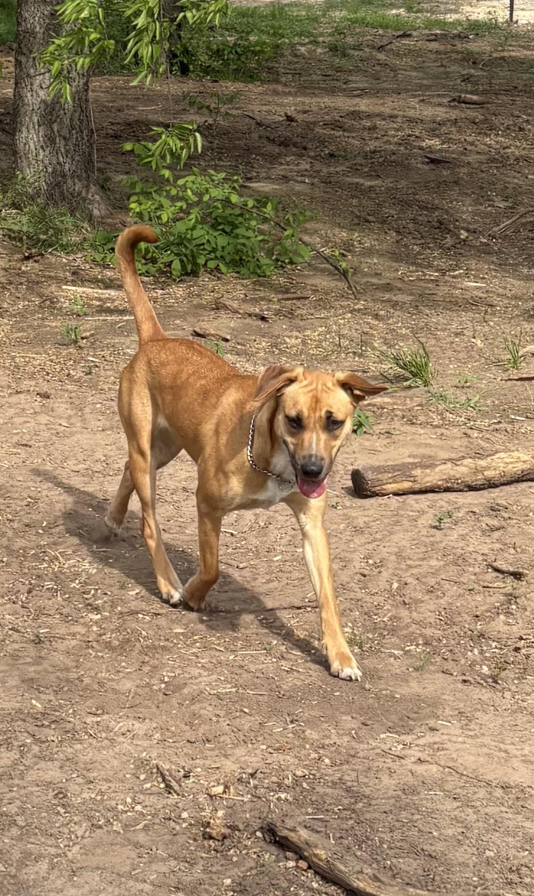 Enlarge Harper, a Adoptable Rhodesian Ridgeback in Burleson, TX image 5/5
