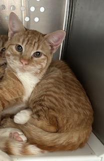 Enlarge Mason, a Adoptable mixed breed in Grand Junction, CO image 1/1