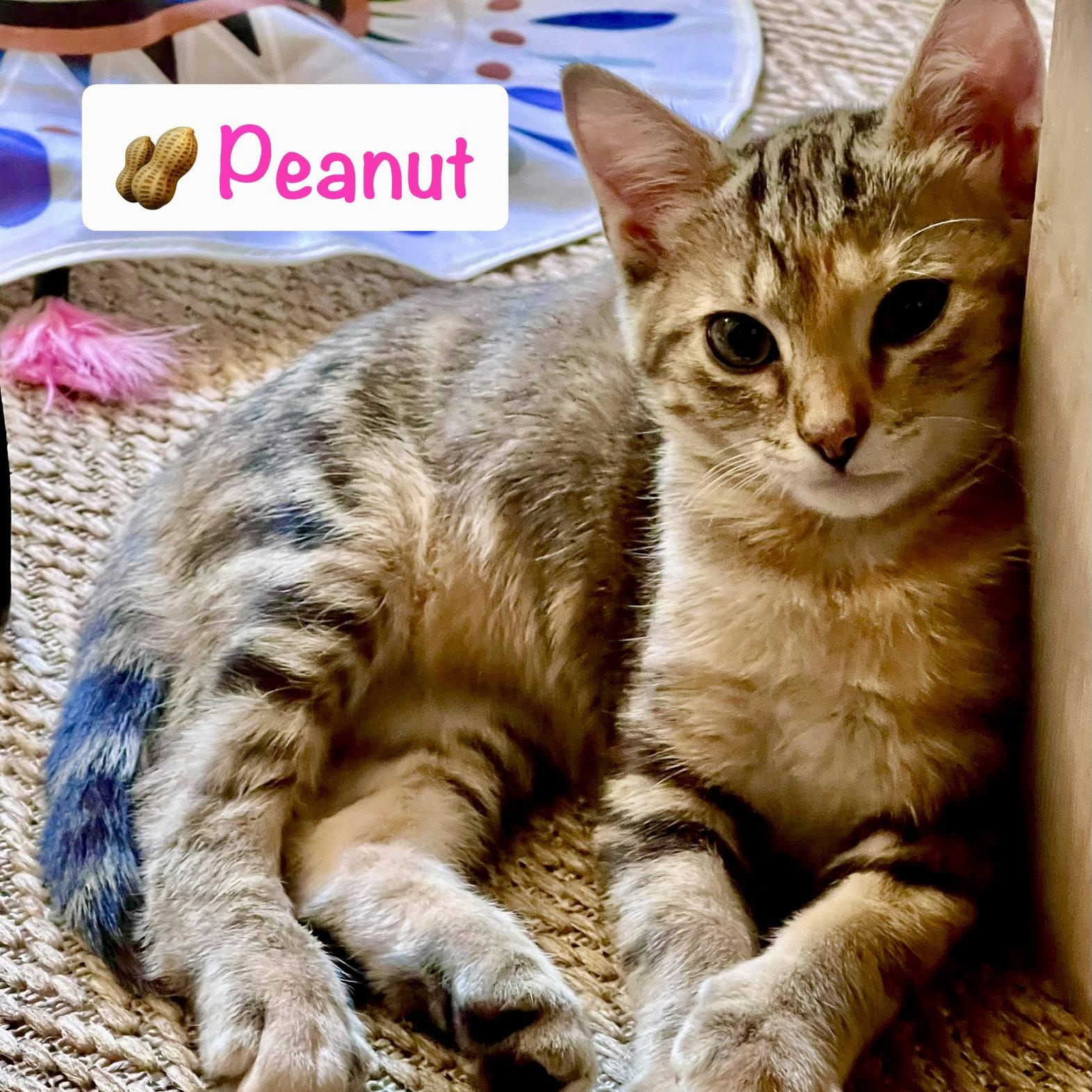 Peanut, Adoptable, Kitten Female Domestic Short Hair.