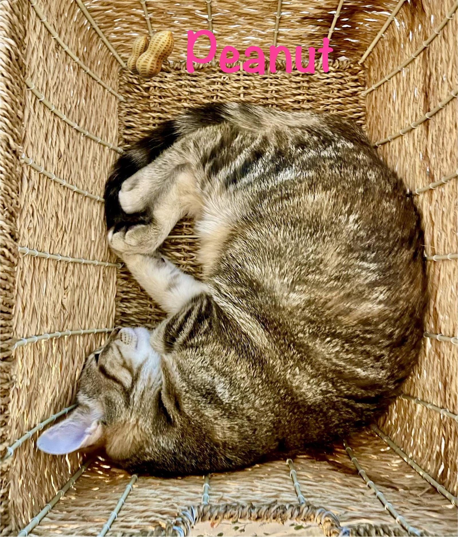 Peanut, a Adoptable Domestic Short Hair in Reston, VA image 1/3